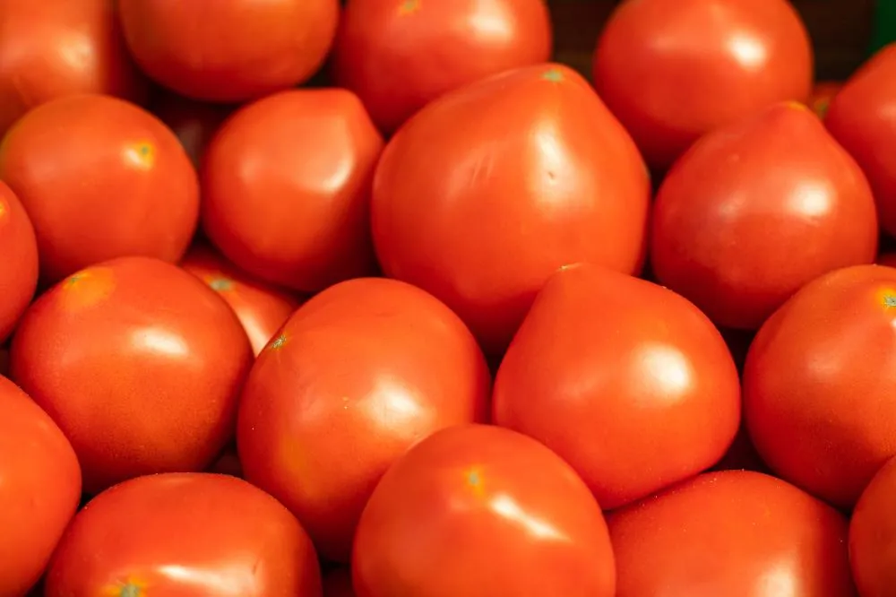 O tomate está entre as principais hortaliças da pauta agrícola nacional