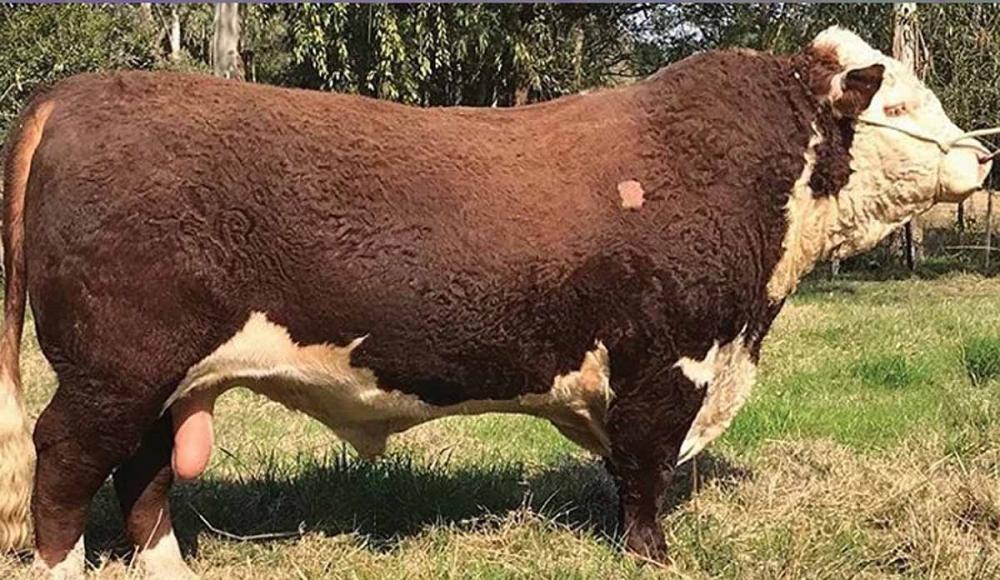 A raça Hereford foi representada pela Cabanha São Fernando, de Alegrete (RS), que levou para casa o prêmio de melhor touro Hereford da América do Sul, com o animal São Fernando United FIV 8825 “Uber”.