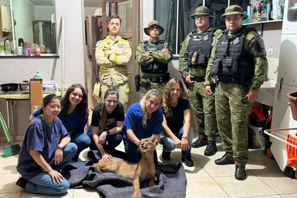 Onça-parda, fêmea e jovem, foi resgatada em uma residência de Maringá, no Noroeste do Estado Foto: IAT