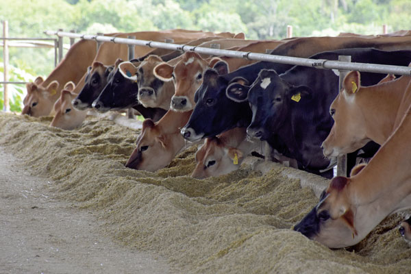 Veja as dicas para produzir um boa silagem para seus animais. O cuidado já inicia na escolha do híbrido que irá garantir uma alimentação de qualidade e de conversão para os animais. Fotos Toninho Anhaia