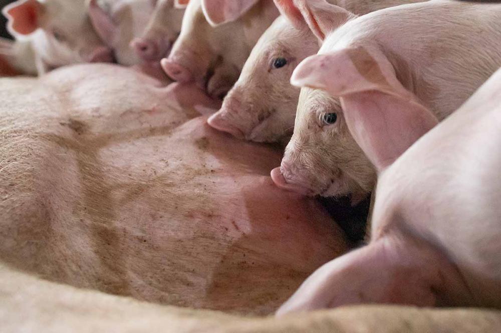 A SDP em matrizes suínas é definida como uma patologia caracterizada pela inadequada e insuficiente produção de leite e colostro durante os primeiros dias pós-parto.Foto ilustrativa Sistema CNA.