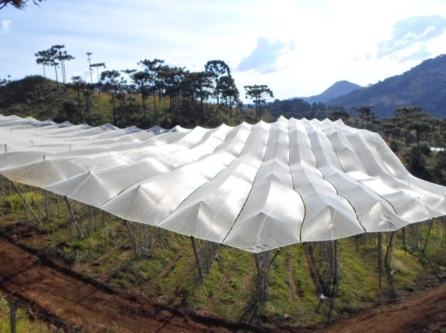 Secretaria da Agricultura de SC oferece programa de subvenção de juros para investimentos em cobertura de pomares