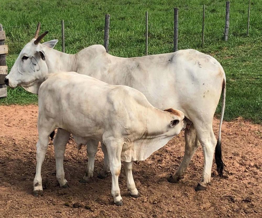 “Depender da sorte para emprenhar vacas é o mesmo que querer ganhar na loteria, sem jamais comprar um bilhete”, afirma Pompei, chamando a atenção dos produtores para a oportunidade da Estação de Monta que vem aí, lembrando-os que é necessário um planejame