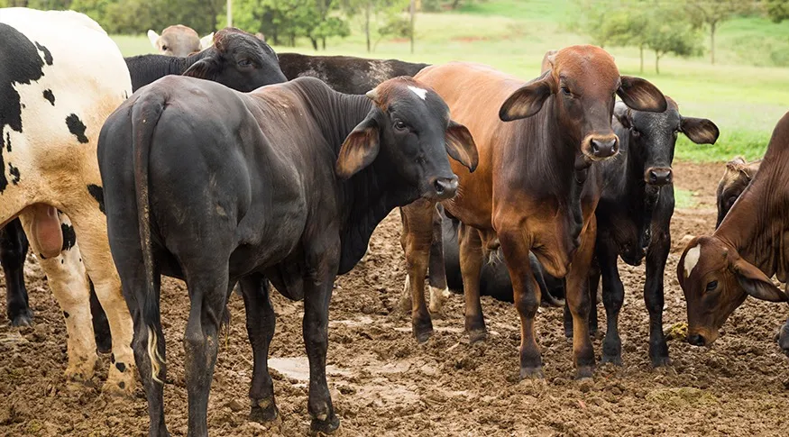 Abates de bovinos, suínos e frangos registram altas no 4o trimestre frente ao mesmo período do ano anterior, mas quedas na comparação trimestral - Foto: Licia Rubinstein/Agência IBGE Notícias