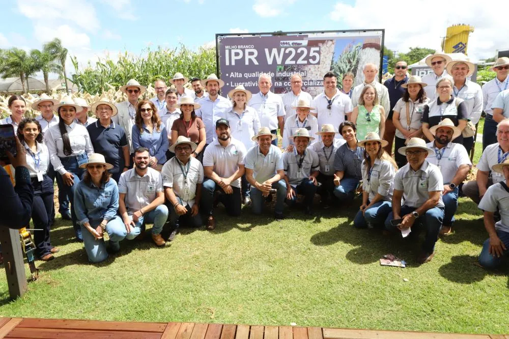Resistentes e rentáveis: Estado lança cultivares de milho e mandioca no Show Rural Foto: SEAB