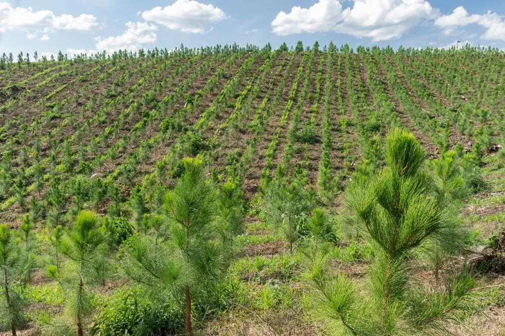 TRF4 extingue ação sobre Mata Atlântica e reforça aplicação do Código Florestal no Paraná