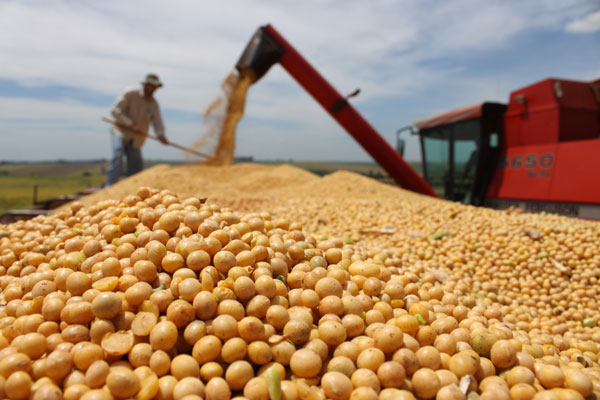 A estimativa inicial é de uma safra de 124,3 milhões de toneladas, 4,6% maior do que a colhida em 2018/19. Foto Michel Taques