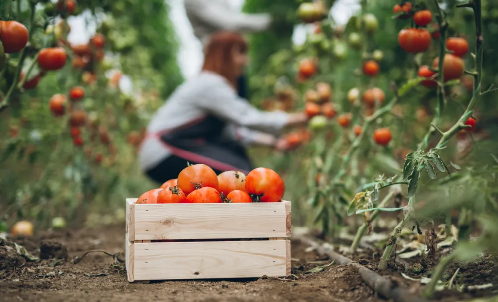 Produção de tomate supera recorde com 4,7 milhões de toneladas colhidas em 2025 mas enfrenta desafios Foto: Ministério da Agricultura e Pecuária