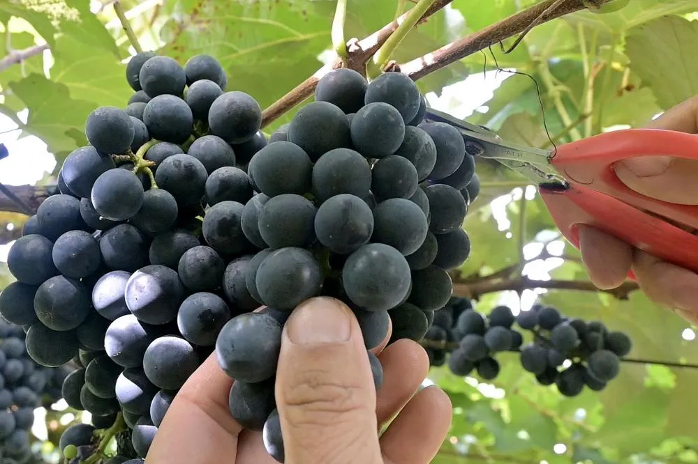 O evento marca o fortalecimento da vitivinicultura no Paraná e integra a nova Rota da Uva & Vinho no Estado. Foto Toninho Anhaia