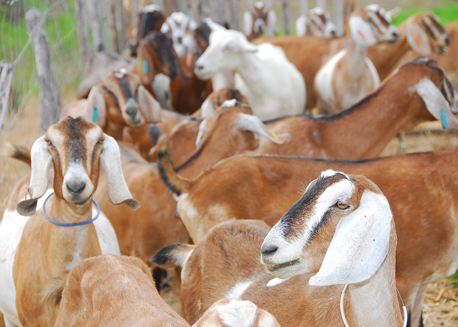 Estratégia de aplicação de adubo nematicida no solo combate parasitas fora do organismo dos animais e favorece pastagens. Foto: Luiz Gonzaga Pinto de Queiroz