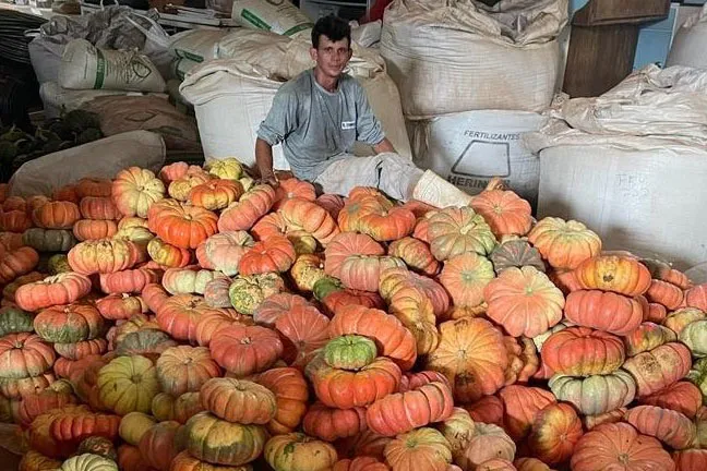 Abóbora movimenta mais de R$ 100 milhões e consolida renda em 330 municípios do Paraná Foto: IDR-Paraná