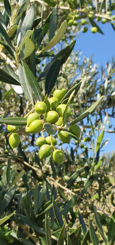 A qualidade dos frutos e a sanidade dos olivais, até o momento, são consideradas muito boas. É provável que, ao fim da colheita, a maior parte dos azeites gaúchos seja da cultivar Koroneiki, que este ano, em produção, deve superar a Arbequina.