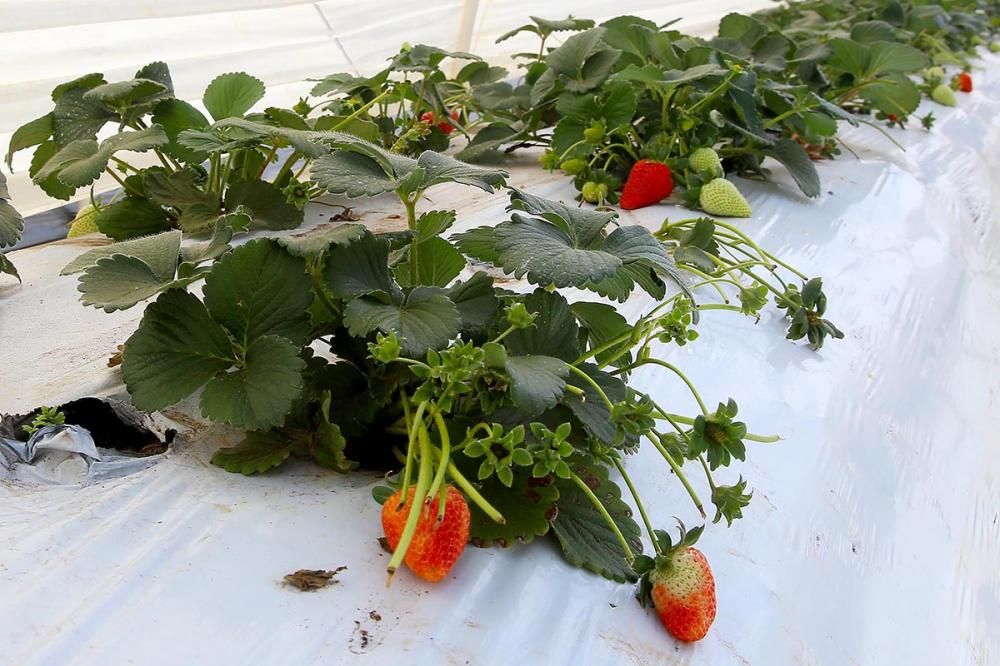 A pesquisa identificou que as 725 iniciativas foram desenvolvidas em 530 municípios brasileiros. No caso do Paraná, foram citados 85 municípios com políticas públicas voltadas à agroecologia.