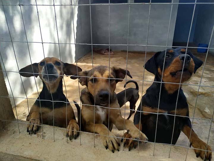 O objetivo do Programa é o controle populacional de cães e gatos no Estado e a prevenção de zoonoses. São atendidos especialmente pets de famílias que não têm condições de arcar com os custos de uma castração particular e animais de rua, dentro de critéri
