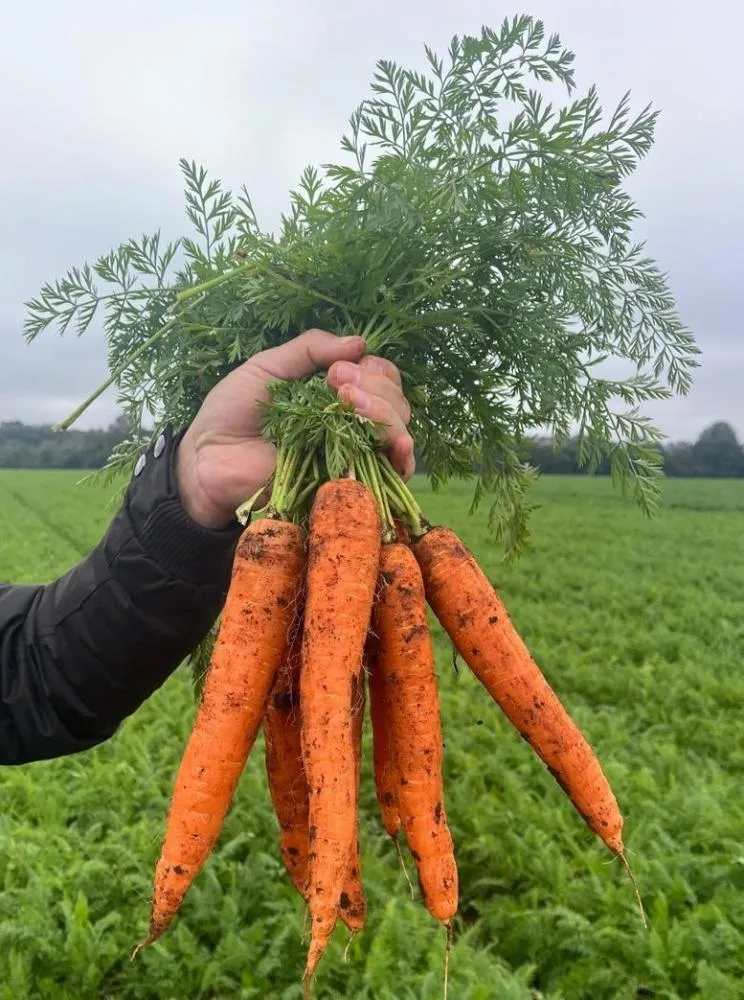 Cenoura de inverno Pandora F1, da TSV Sementes Agristar do Brasil