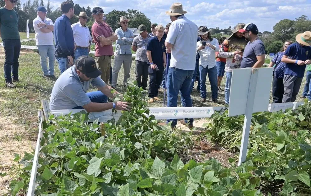 Produtores acompanham demonstrações de tecnologias e novas cultivares durante o Dia de Campo Feijão Paraná 2026 em Ponta Grossa. Foto Toninho Anhaia
