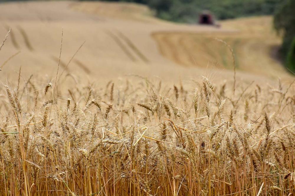 Existem quatro tipos de commodities que mais se destacam. Elas se diferenciam em função do setor ao qual se dedicam: de tipo agrícola, como o trigo, por exemplo; mineral, como é o caso do ouro; financeira, como os índices na Bolsa de Valores; de recursos 
