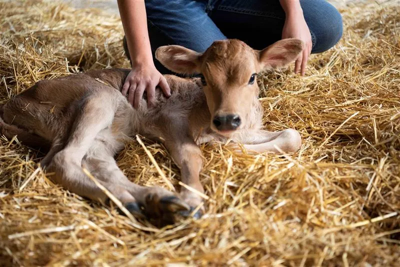 Protocolos do nascimento ao pré-desmame reforçam importância do manejo nas primeiras fases de vida dos bezerros 