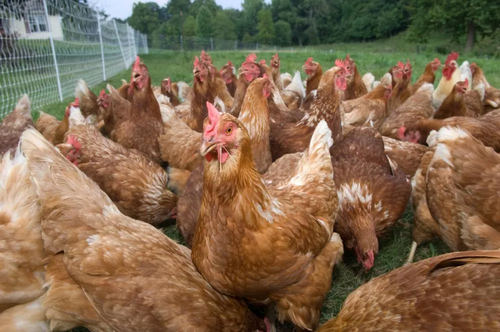 Dieta com aditivos funcionais é essencial para mitigar o estresse térmico em aves. Foto divulgação