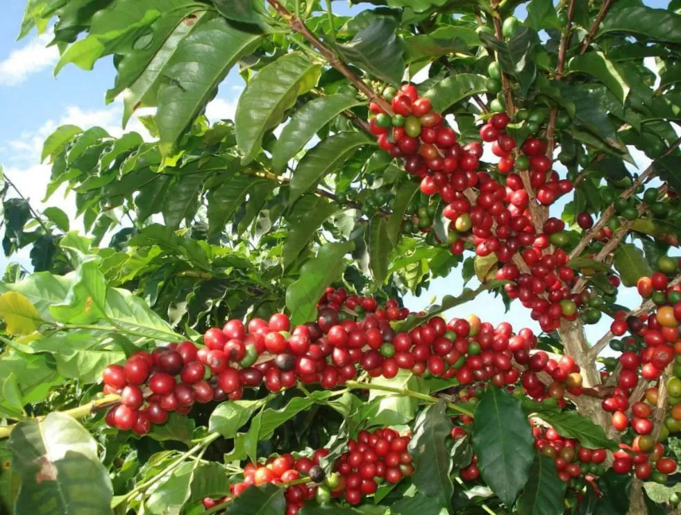 Semana da Cafeicultura Moderna destaca a presença da PI AgSciences com a melhor defesa contra doenças e mudanças climáticas . Foto Divulgação