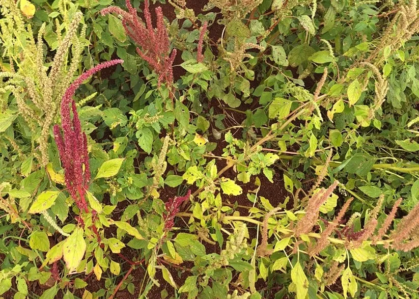 Foto: Caruru-roxo - Crédito: Rafael Romero Mendes