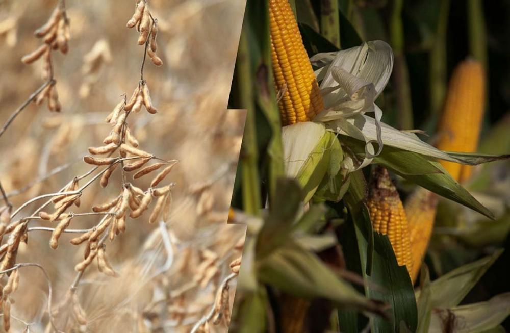 Foi um ano muito favorável às commodities agrícolas. Além da demanda aquecida da China, que se manteve ativa nas compras ao longo de todo o ano. Fotos Sistema CNA