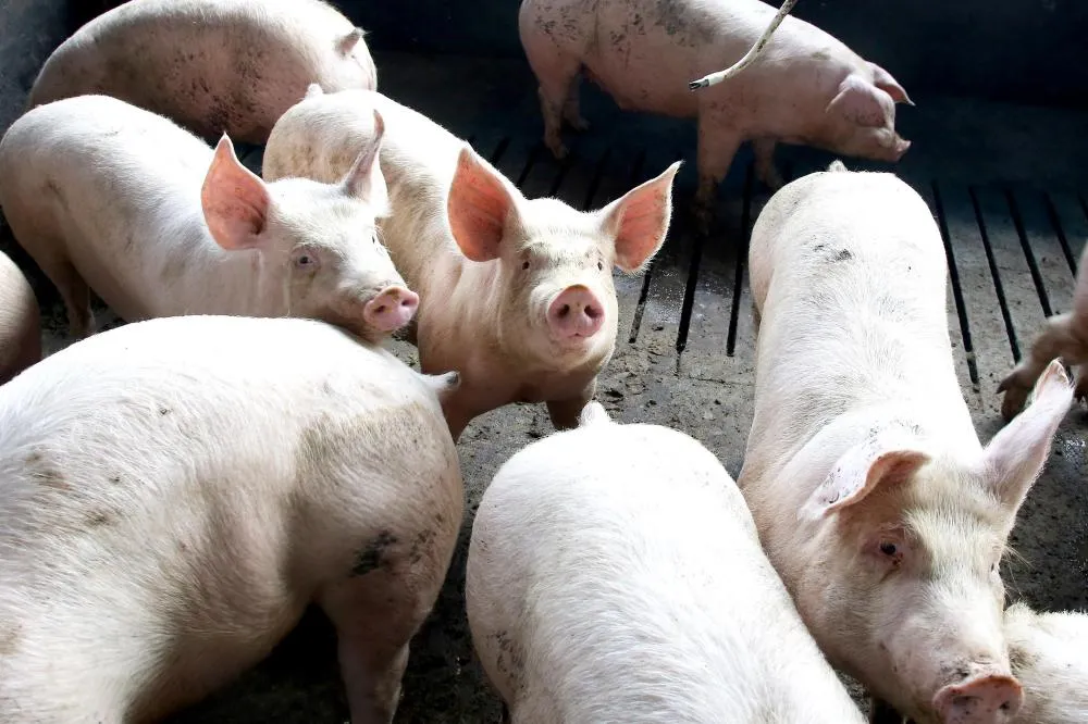 Paraná lidera fornecimento de carne suína para o mercado nacional pelo 8º ano seguido Foto: Jaelson Lucas/Arquivo AEN