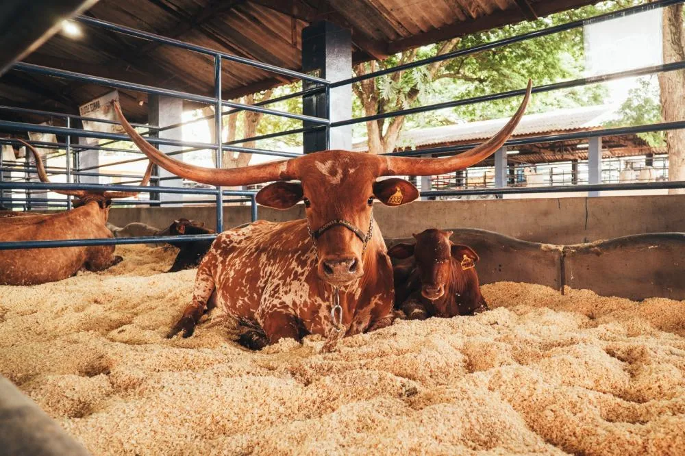 “Não é só beleza”: raça texana que promete revolucionar pecuária chama atenção na ExpoLondrina 2026 Fotografia: Leonardo Orcini