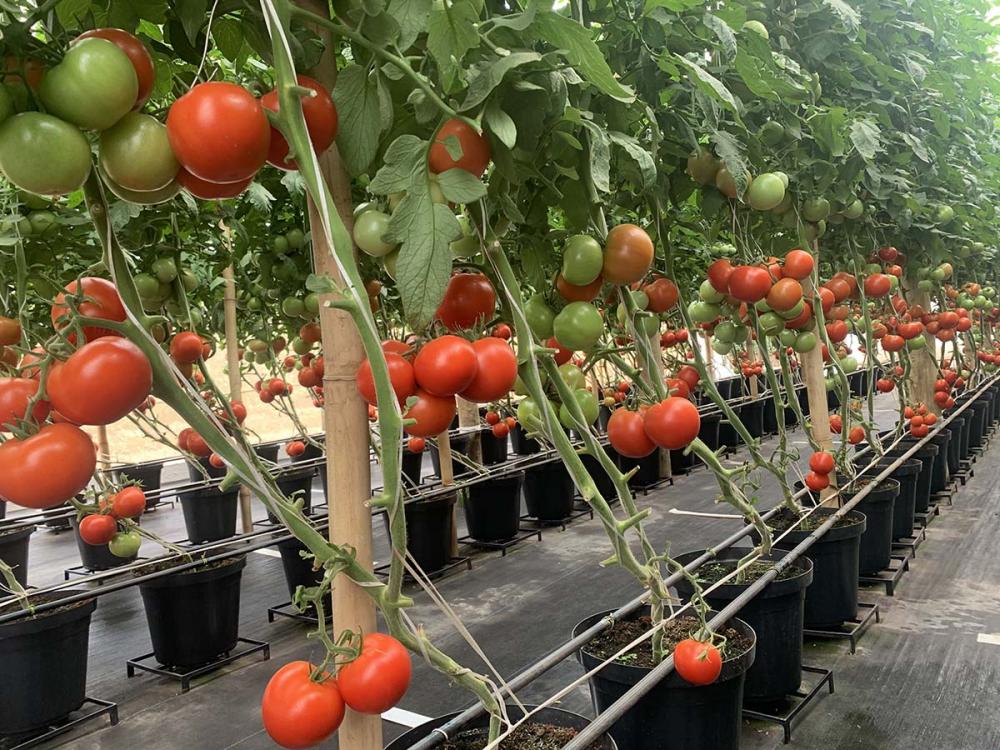 O cultivo protegido oferece recursos para regular incidência de luz solar, temperatura ambiente, umidade, entre outros fatores, de modo a adequá-los às necessidades de cada cultivo. 
