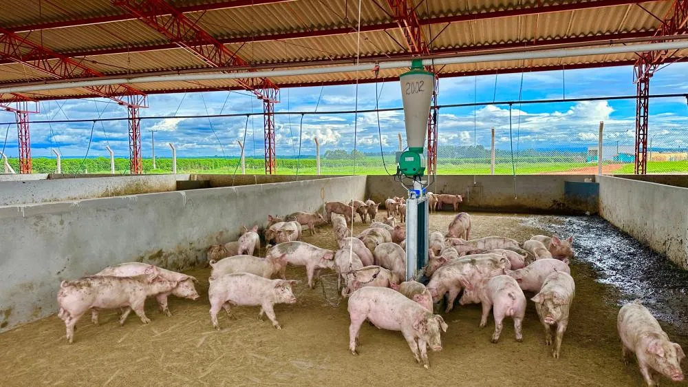 A granja de suínos da Auma Agronegócios foi certificada pela Produtor do Bem