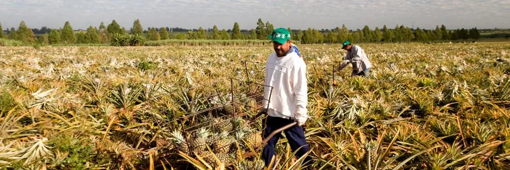 Redução da jornada 6x1 vai comprometer eficiência do agro, afirma Sistema FAEP