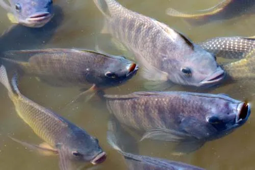 Peixe SP alerta para os perigos econômicos e sanitários da importação de tilápia do Vietnã