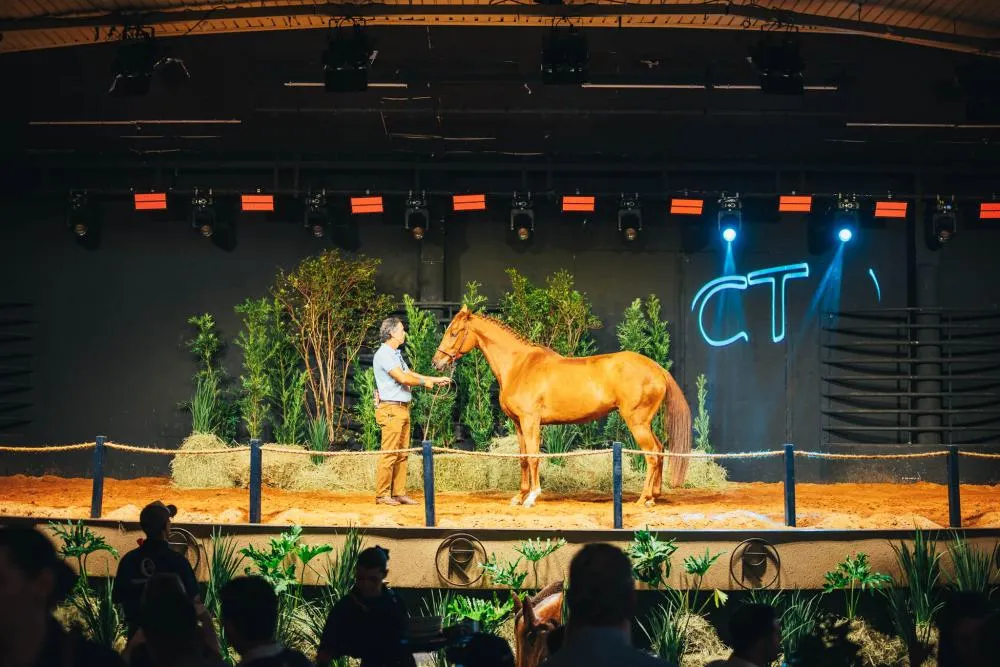 Leilão de cavalos de hipismo supera expectativas e faz doação ao Hospital do Câncer Larissa Timoteo
