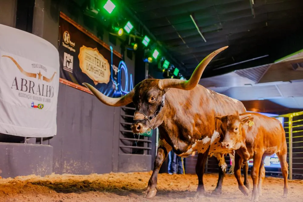 Primeiro leilão da raça Texas Longhorn no Paraná bate recorde nacional na ExpoLondrina Manuella Tomaz