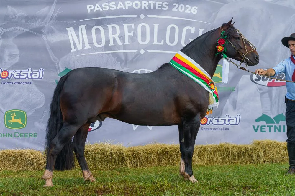 Melhor Exemplar na Passaporte em Campo Grande impressiona jurados por potência e estrutura MELHOR EXEMPLAR - Fagner Almeida