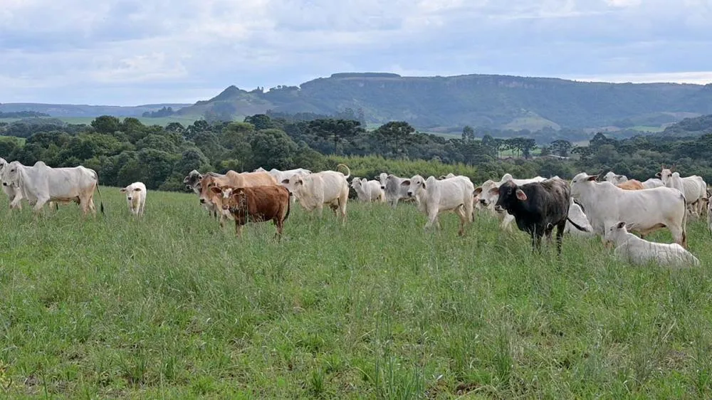 Transição entre águas e seca exige ajuste nutricional para evitar perdas no desempenho do rebanho