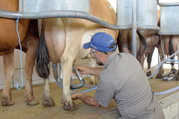  O resultado: os preços ao produtor não seguiram a tendência sazonal de aumentos entre fevereiro e agosto e de quedas entre setembro e janeiro. Foto Toninho Anhaia