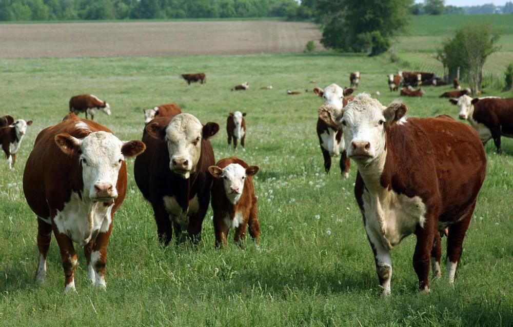Os pecuaristas também podem iniciar o tratamento de forma estratégica, até mesmo antes do período de maior infestação nos animais. Isso favorece uma menor pressão parasitaria nos meses futuros.
