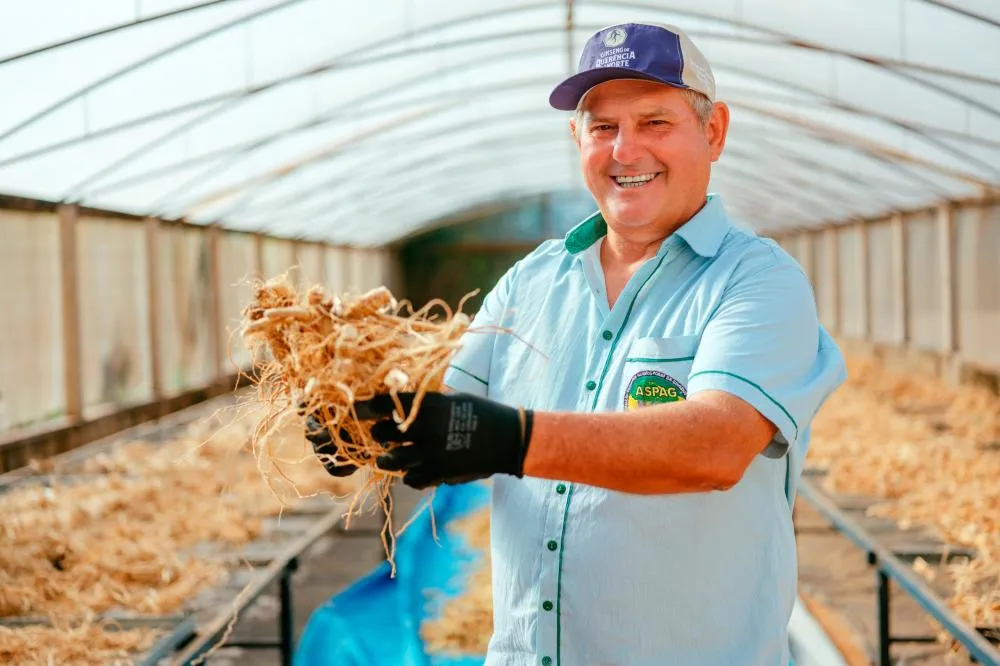 Das margens do rio Paraná ao mercado global: ginseng de Querência do Norte conquista IG Foto: Check Films