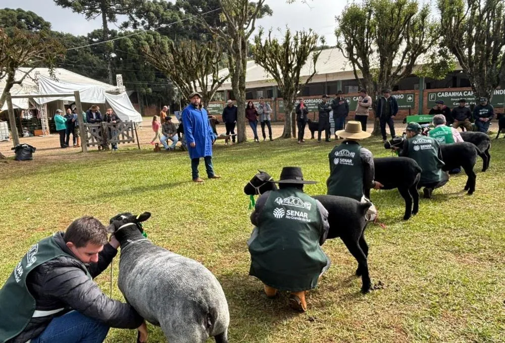 Fenovinos marca participação inédita de quase 500 ovinos na Fenasul Expoleite Foto: Stéphany Franco/AgroEffective