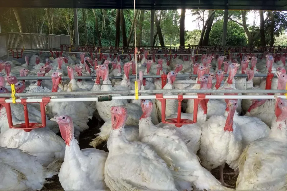 Exportações de perus crescem 34% no Paraná, resultado histórico para o trimestre. Foto: SEAB