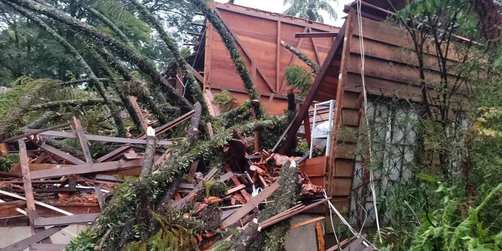 Araucária caiu sobre a loja e escritório da Abadia da Ressurreição após forte temporal em Ponta Grossa. Foto assessoria