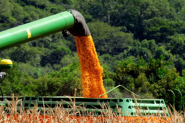 O clima favoreceu o desenvolvimento do milho segunda safra. Esse cenário atrelado a investimentos em tecnologia no campo resultaram em produção recorde, de 73,8 milhões de toneladas, quantidade 36,9% superior à safra passada.Foto Michel Taques