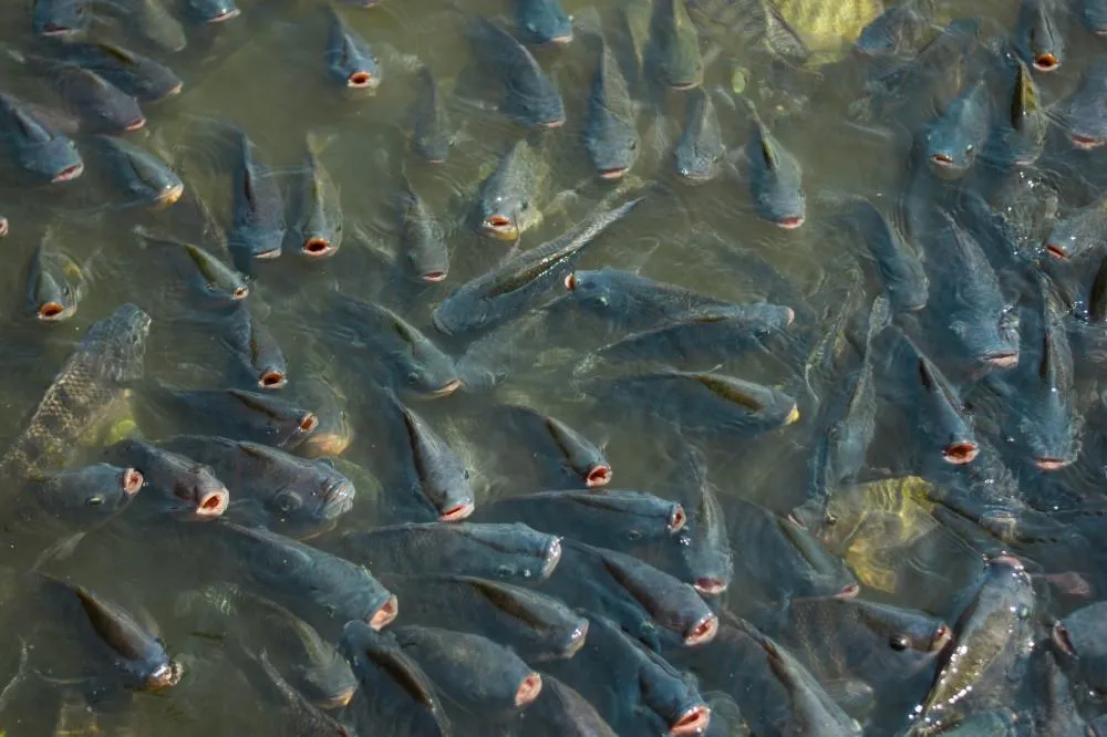 PEIXE BR alerta para impacto da nova portaria do MAPA/MPA sobre transporte dos animais. Foto arquivo