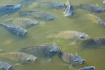 Votação do Conabio contra a tilápia ameaça piscicultura nacional, afirma Peixe SP. Foto assessoria