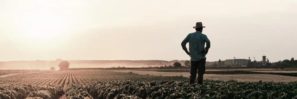 Seguro rural despenca no Paraná e coloca atividade em risco. foto Faep