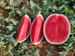 Produtores do Rio Grande do Sul e do Tocantins apostam em cultivar com foco em sabor, aparência e pós-colheita para atender às demandas do mercado