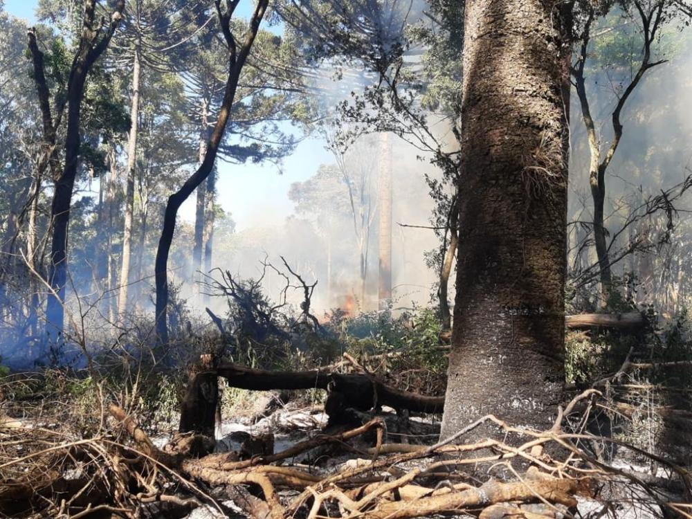 Setembro foi o mês com maior número de multas aplicadas, com 582 autuações, sendo 368 referentes a desmatamentos. Infrações relacionadas à flora correspondem a 53% do total de multas aplicadas no ano, com 2.461 Autos de Infração lavrados pelo Instituto.