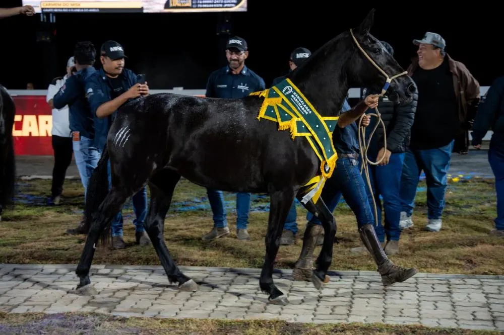 Carmem do Misk foi destaque em live e já é a potra mais bem avaliada no mercado de Mangalarga Marchador. Fotos Thiago Oliveira