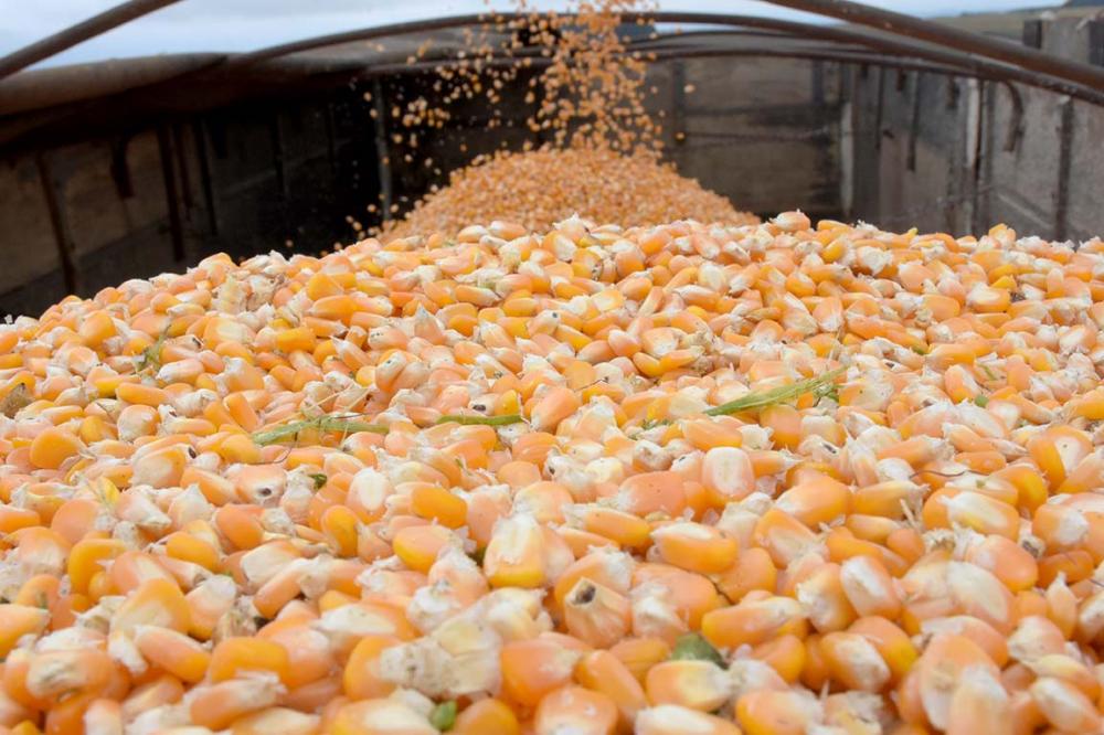 A produção total de milho no ciclo 2020/21 pode chegar perto de 110 milhões de toneladas, abrindo a possibilidade de estoques finais maiores, estimados em 13,8 milhões de toneladas.Foto Toninho Anhaia